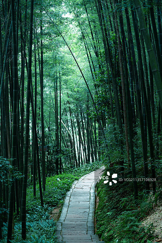 四川蜀南竹海图片素材