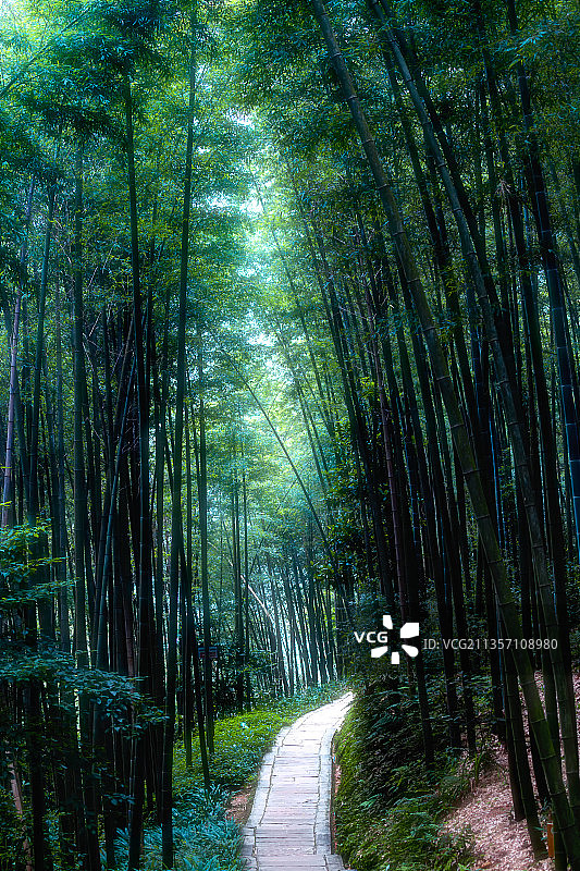 四川蜀南竹海图片素材