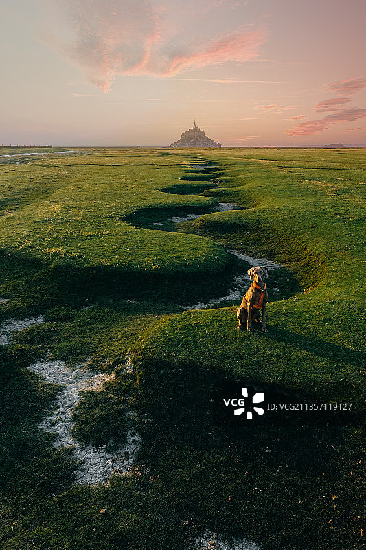法国圣米歇尔山的威玛猎犬图片素材
