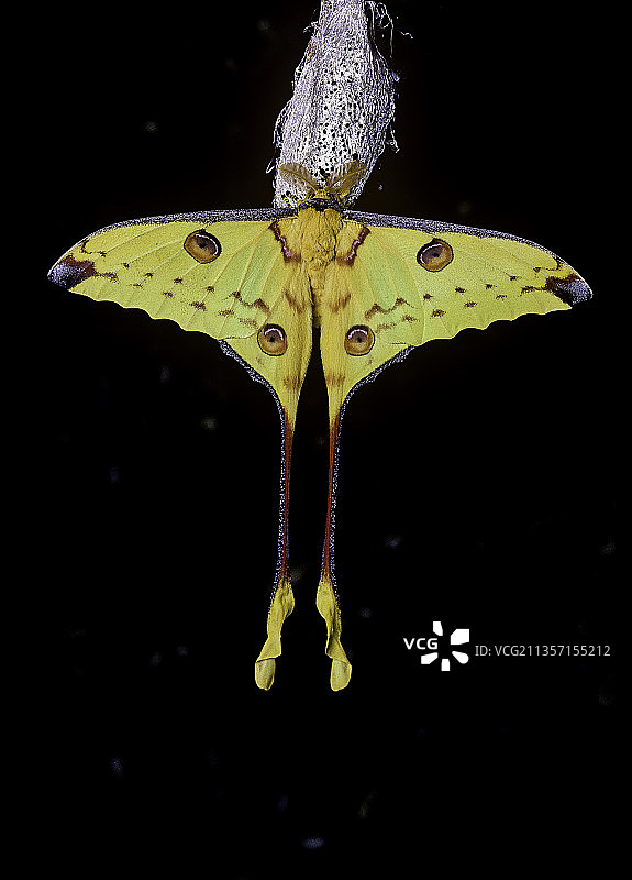 尾夜蛾（彗星蛾，马达加斯加月亮蛾）- 雄性蝴蝶及其茧图片素材