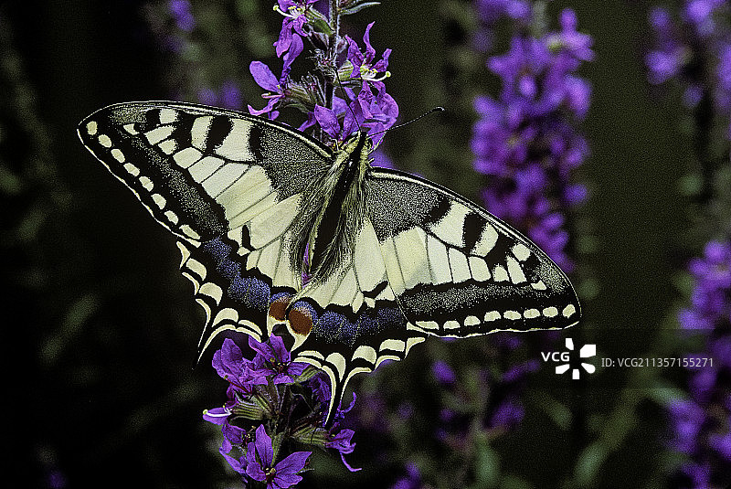 燕尾蝶图片素材