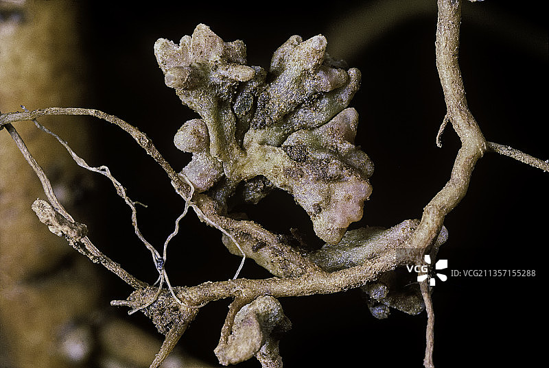 苜蓿根瘤菌图片素材