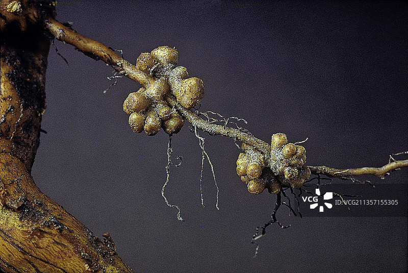 桤木根部的根瘤菌结节图片素材