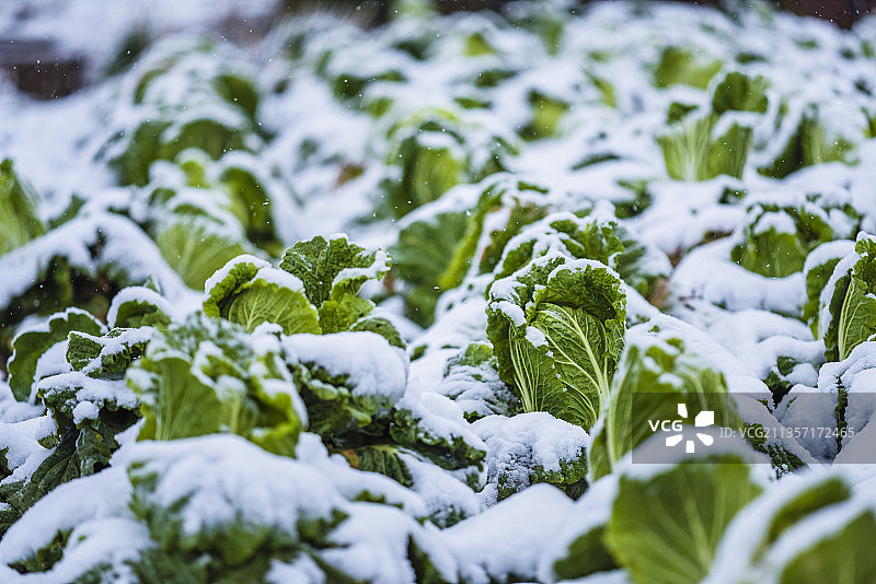 雪中的大白菜图片素材