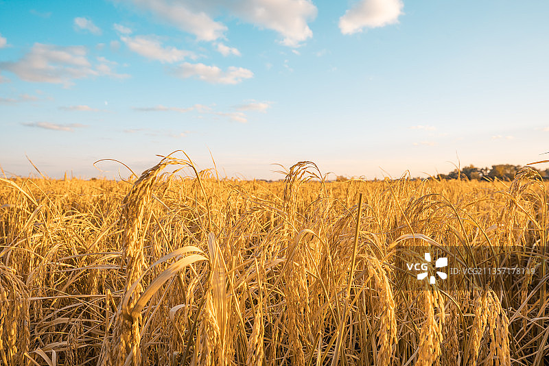 中国东北黑龙江丰收的水稻田图片素材