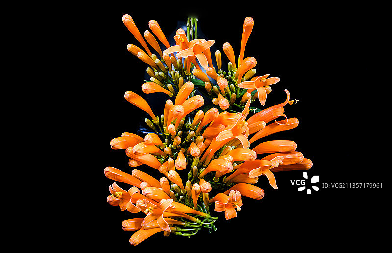 盛开的炮仗花图片素材