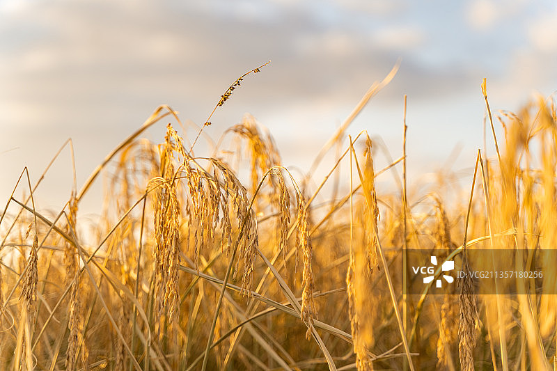 中国东北黑龙江丰收的水稻田图片素材