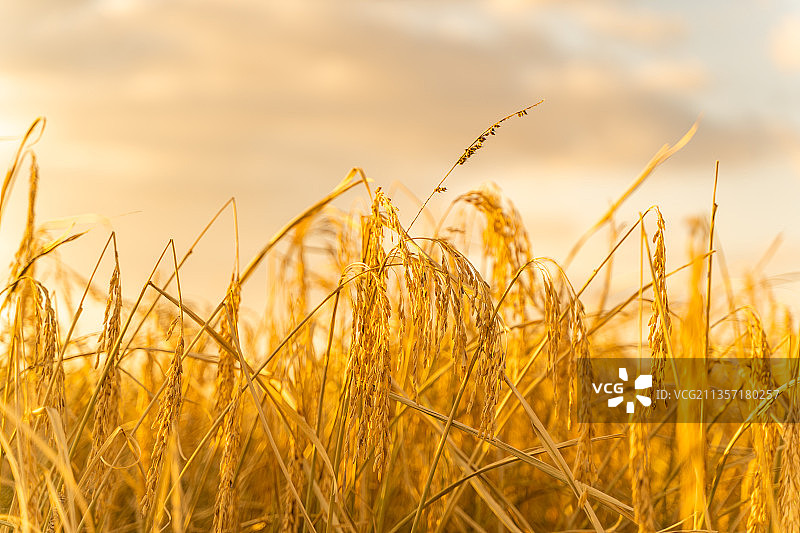 中国东北黑龙江丰收的水稻田图片素材