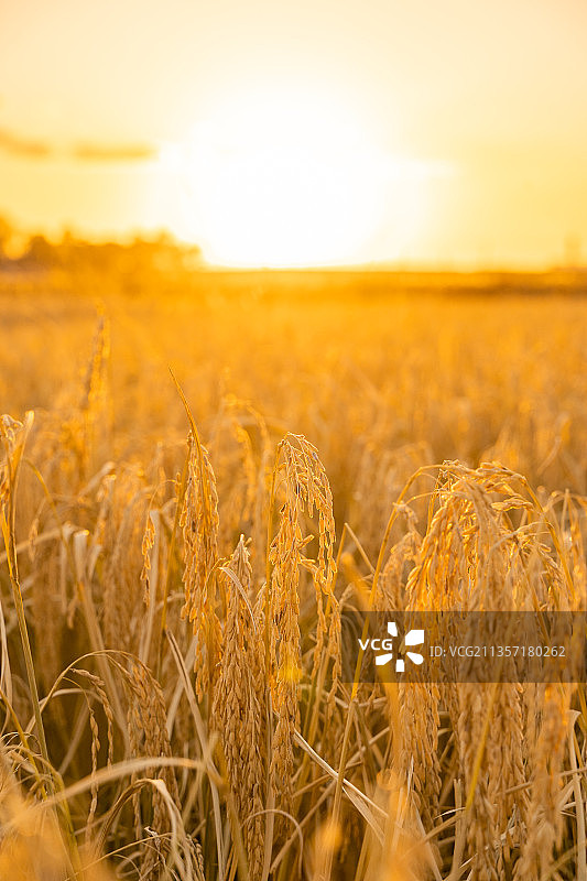 中国东北黑龙江丰收的水稻田图片素材