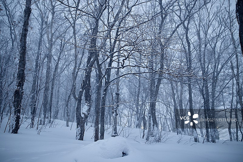大雪大雾中的森林图片素材