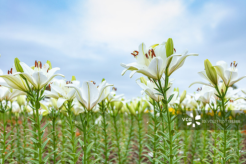 百合花种植园图片素材
