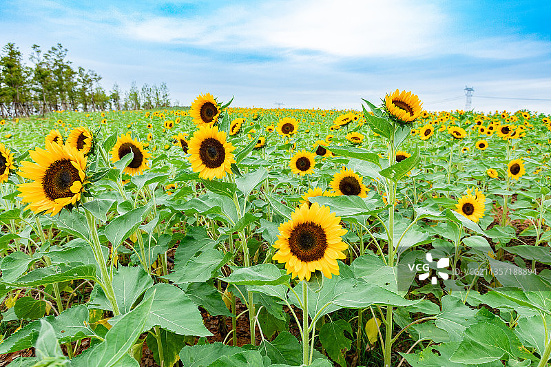 向日葵种植基地图片素材