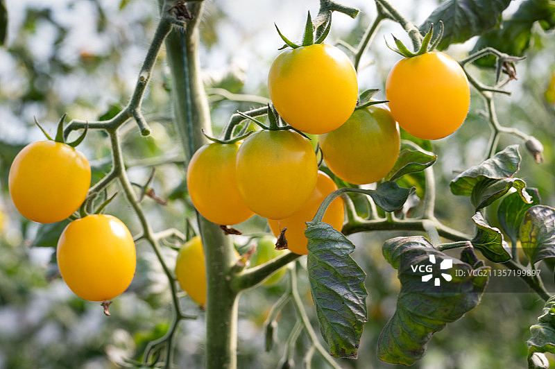 黄色小番茄图片素材