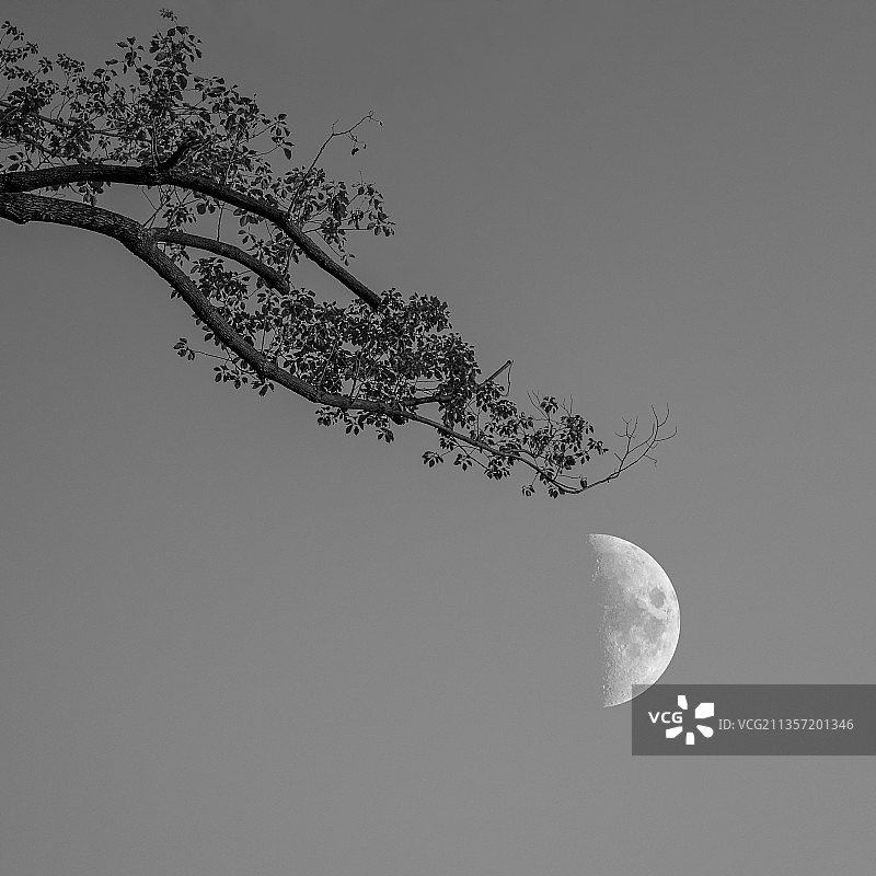 半月 Half moon图片素材