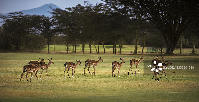 草原上的鹿图片素材