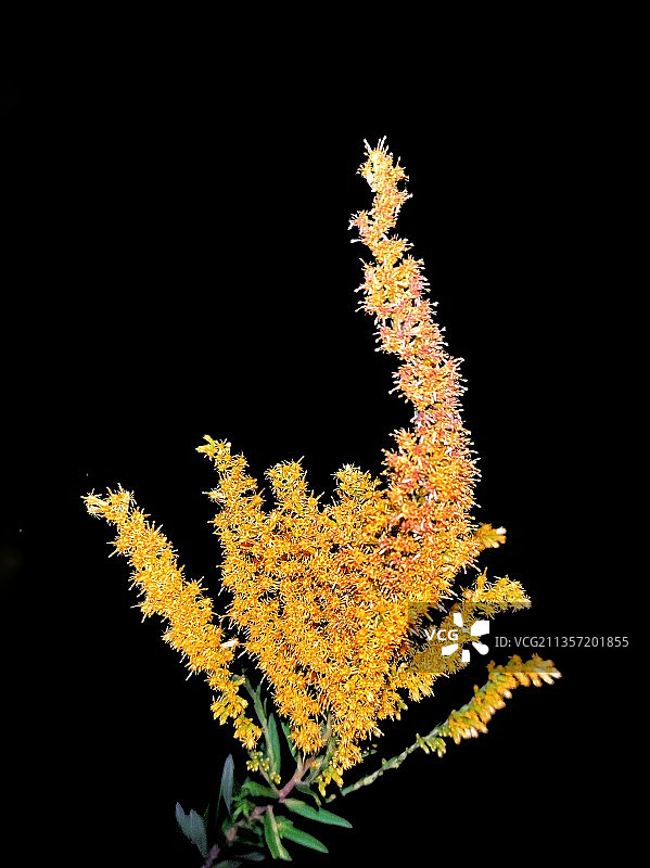 一枝黄花图片素材