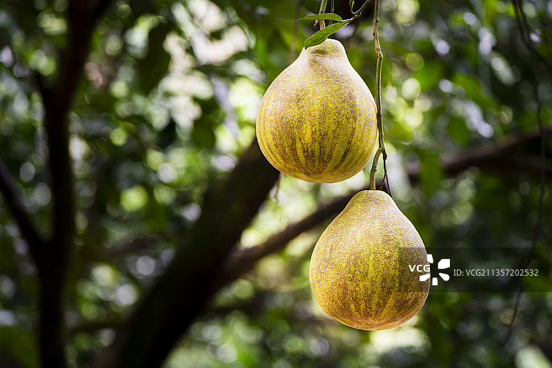 广东清远阳山县岭背镇蒲芦洲160年树龄的沙田柚图片素材