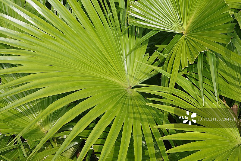 棕榈树叶特写镜头图片素材