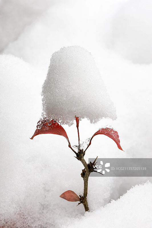 立冬之日大雪覆盖在红叶上图片素材