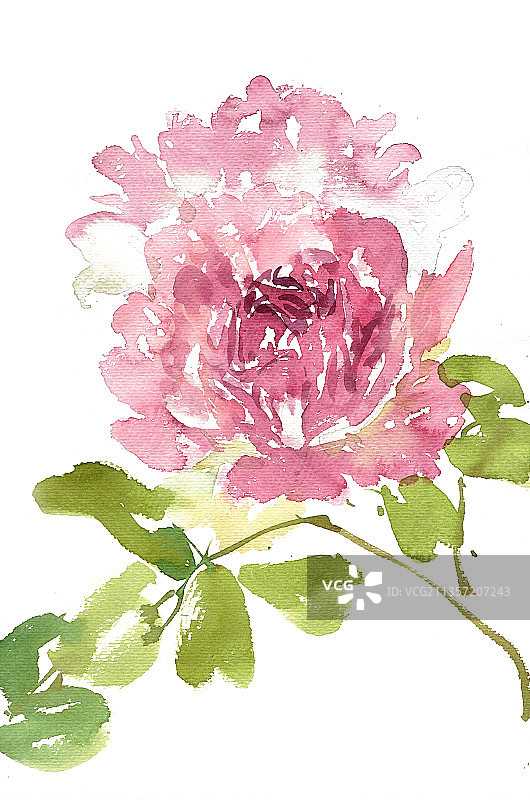 紫色牡丹花图片素材