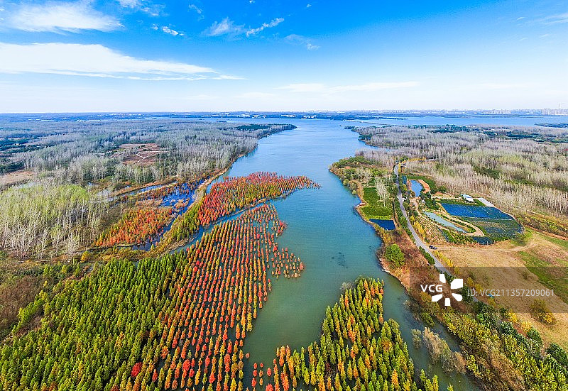 董铺水库湿地：一片红杉林，靓丽风景线图片素材