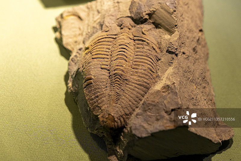 古生物化石图片素材