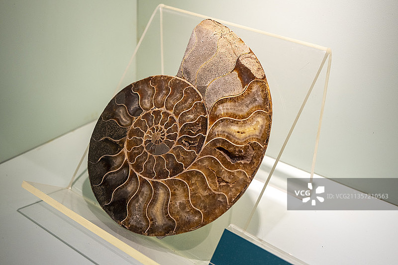 古生物化石图片素材