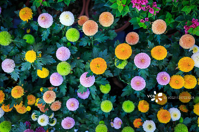 多色开花植物的高角度观察图片素材