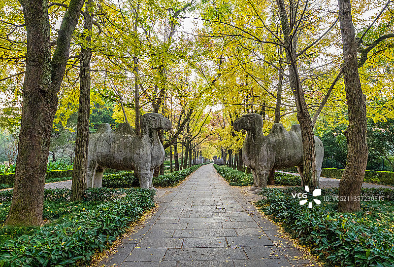 明孝陵石像路石象图片素材