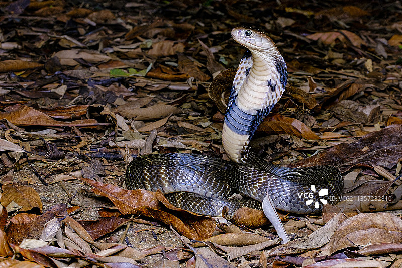 中华眼镜蛇图片素材