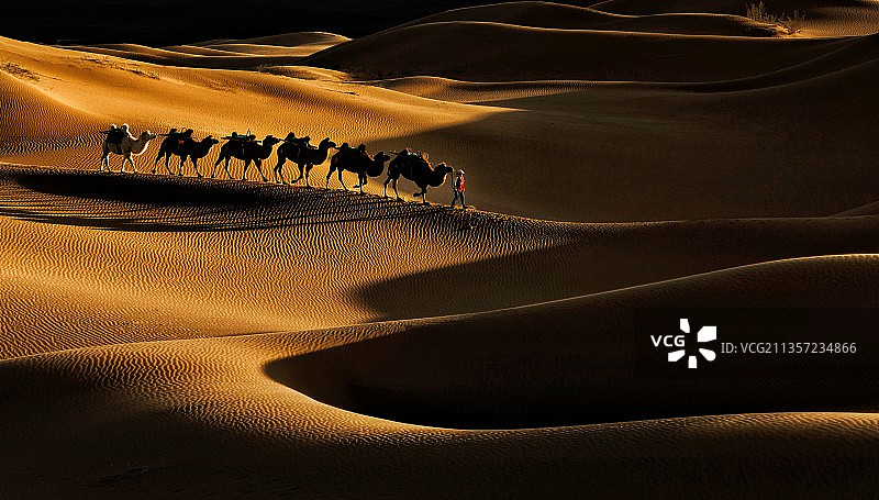 《大漠驼影》图片素材