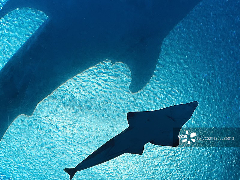 鲸鲨图片素材