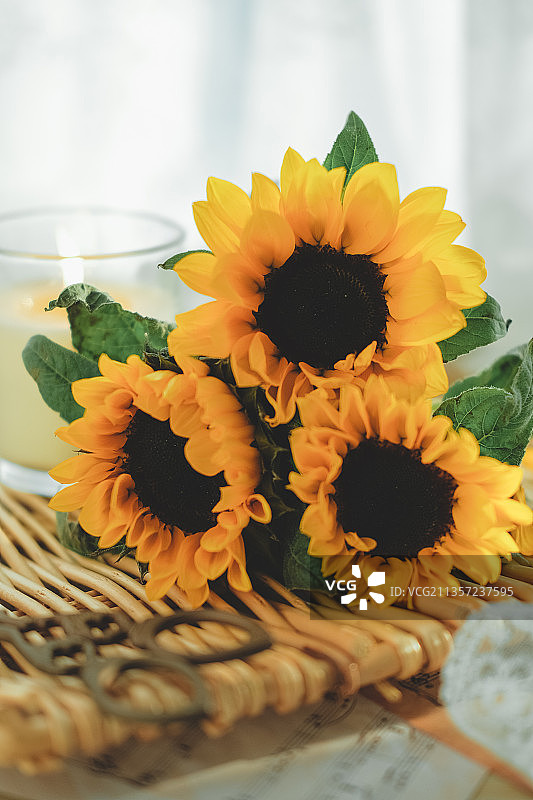 窗台上的向日葵图片素材