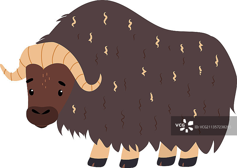 可爱的麝牛，北极动物，有角且毛厚图片素材