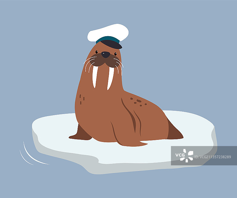可爱的海象，北极动物，有白色长牙图片素材