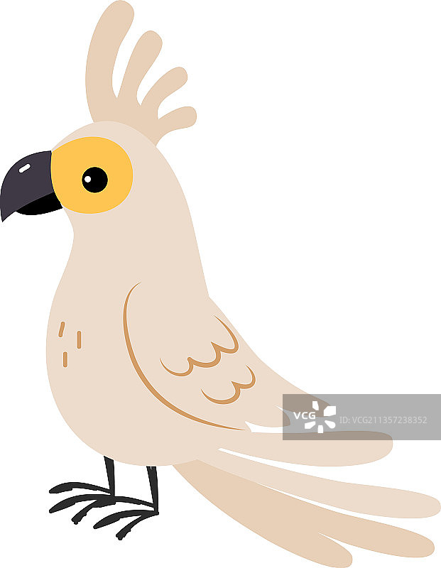 澳洲动物：凤头鹦鹉图片素材