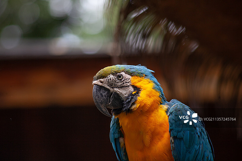蓝鹦鹉图片素材