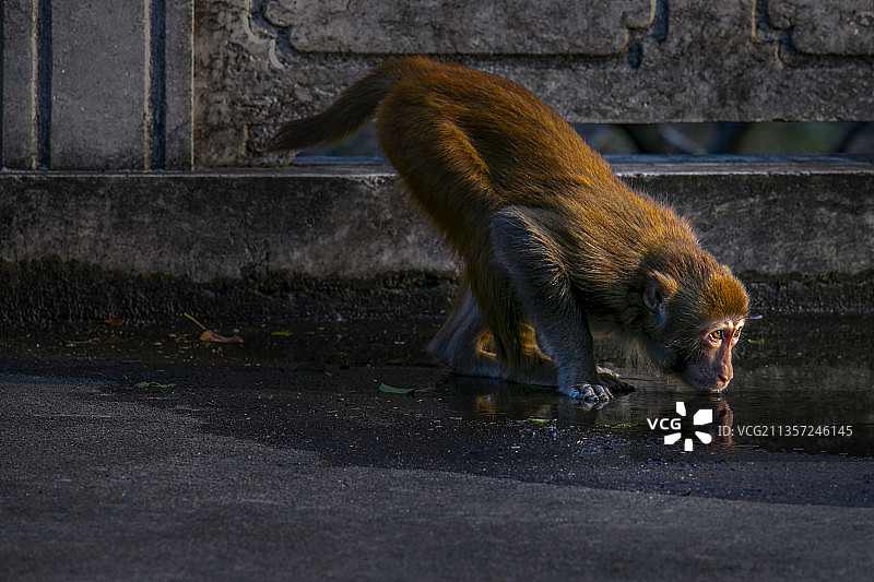 苏州上方山的小精灵（野生猕猴）图片素材