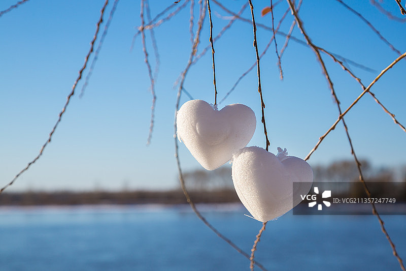冬日柳树枝上的心形雪球图片素材