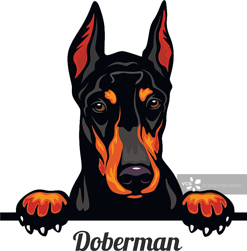 杜宾犬品种彩色图像图片素材