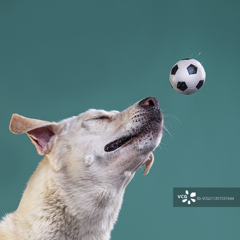 狗对着天空玩足球的特写图片素材