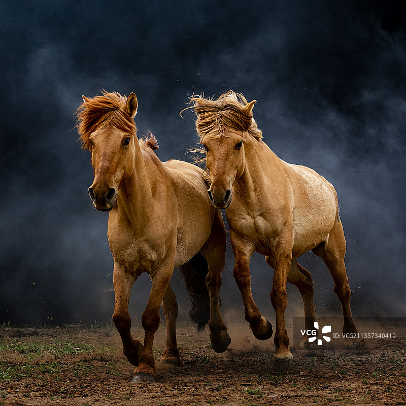 双马奔跑并驾齐驱图片素材