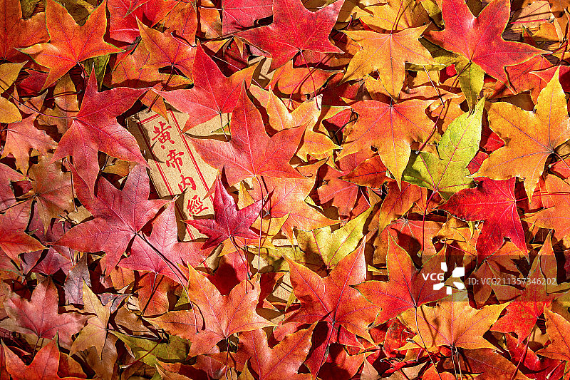 古本线装版医学典籍黄帝内经和红色枫叶图片素材