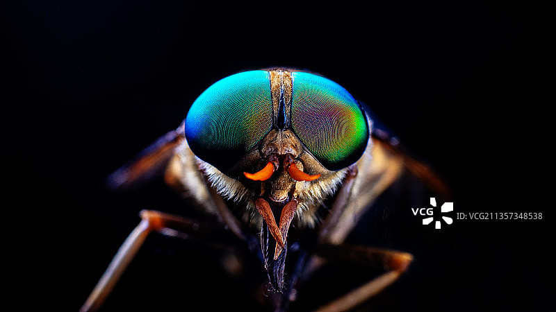 重庆四面山生态——马蝇图片素材