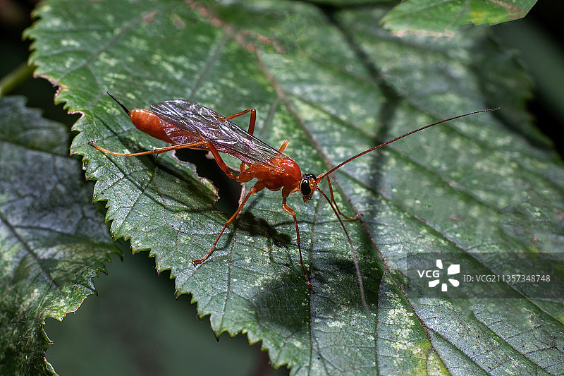 重庆四面山生态——姬蜂图片素材