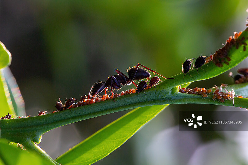 重庆四面山生态——蚂蚁图片素材
