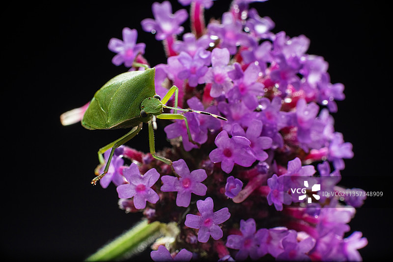 重庆四面山生态——蝽图片素材