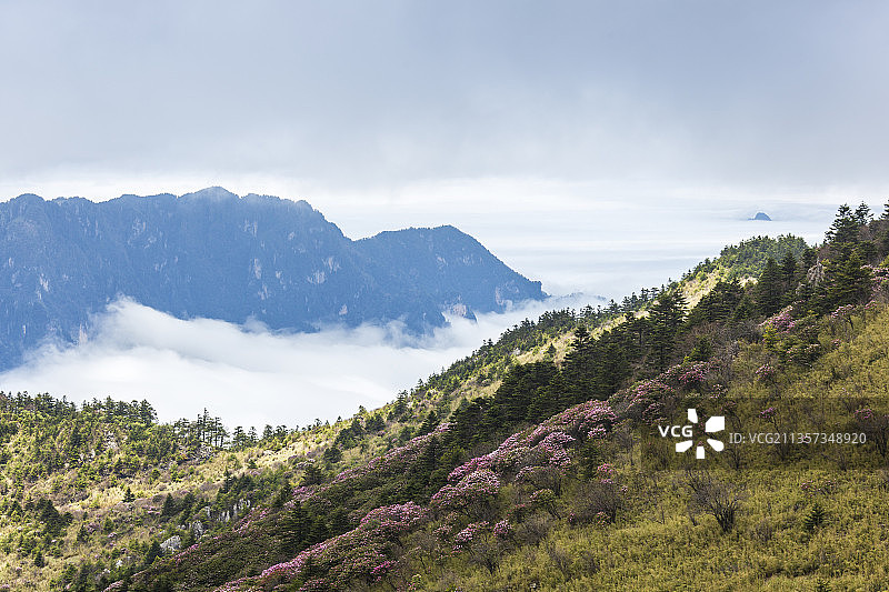 杜鹃花开时节——湖北神农架神农顶图片素材