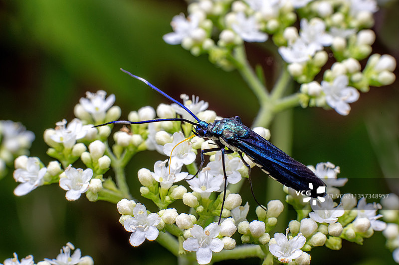 重庆四面山生态——幺蛾子图片素材