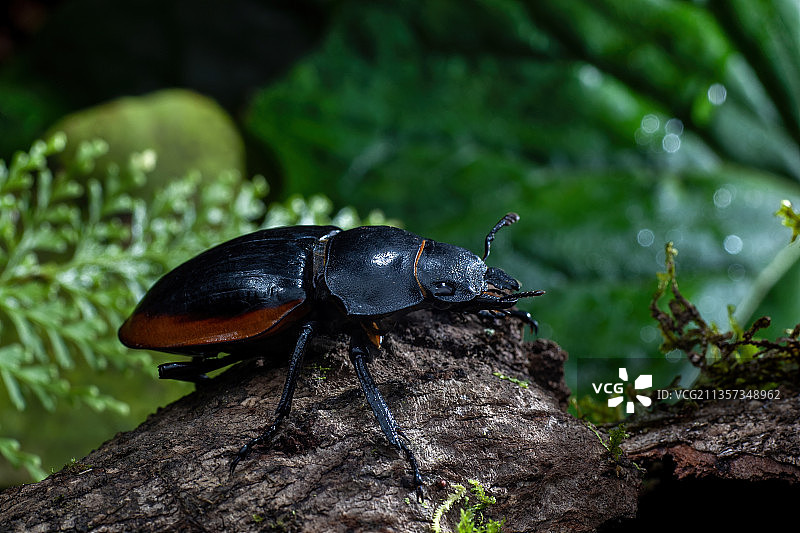 重庆四面山生态——锹形虫图片素材